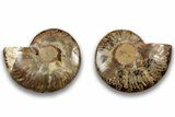 Cut & Polished, Agatized Ammonite Fossil - Madagascar #323382-1